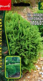 Туя Глобоза западная (Григорьев) - Сезон у Дачи