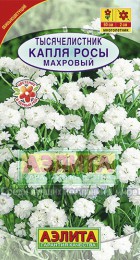 Тысячелистник Капля росы махровый - Сезон у Дачи