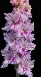 Гладиолус Ва банк 473-с-13 - Сезон у Дачи