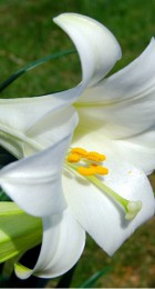 Лилия Вайт Хевен длинноцветковая - Сезон у Дачи