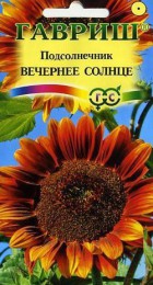 Подсолнечник Вечернее солнце - Сезон у Дачи