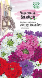 Вербена Рио де Жанейро низкая (Гавриш) - Сезон у Дачи