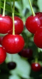 Вишня Щедрая - Сезон у Дачи