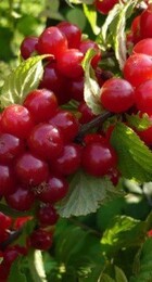 Вишня войлочная Натали - Сезон у Дачи
