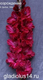 Гладиолус Возрождение 566-с-94 - Сезон у Дачи