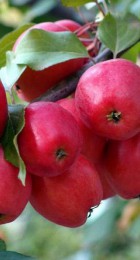 Яблоня Китайка Керр (ВС) - Сезон у Дачи