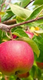Яблоня летняя Первый салют - Сезон у Дачи