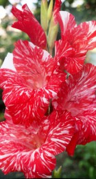 Гладиолус Зебра 455-с-90 - Сезон у Дачи