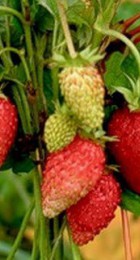 Земляника альпийская Али-Баба рассада - Сезон у Дачи