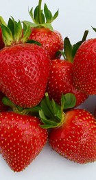 Земляника Эвис Делайт (ремонтантная) - Сезон у Дачи