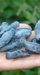 Жимолость Бакчарский великан - Сезон у Дачи