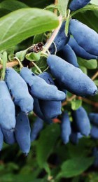 Жимолость Гордость Бакчара - Сезон у Дачи