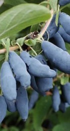 Жимолость Восторг - Сезон у Дачи