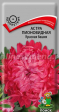 Астра пионовидная Красная башня (Поиск) - Сезон у Дачи