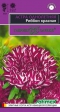 Астра Риббон красная (Гавриш) - Сезон у Дачи
