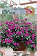 Бальзамин Валлера Атена F1 Брайт Парпл полумахровый (БиоТехника) - Сезон у Дачи
