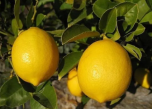 Цитрус Лимон Павловский - Сезон у Дачи