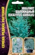 Эвкалипт Шаровидный (ЧК) - Сезон у Дачи