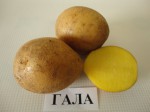 Картофель семенной Гала (1 репр) 4 кг - Сезон у Дачи
