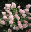 Гортензия метельчатая Мега Перл (СУ) - Сезон у Дачи