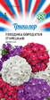 Гвоздика Триколор смесь турецкая (Гавриш) - Сезон у Дачи