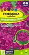 Гвоздика турецкая Фиолетовая гора (Сем Алт) - Сезон у Дачи