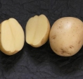 Картофель семенной Импала (1 репр) 4 кг - Сезон у Дачи