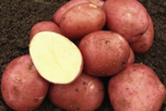 Картофель семенной Родриго 1 кг - Сезон у Дачи