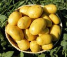 Картофель семенной Наташа (1 репр) 4 кг - Сезон у Дачи