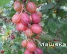 Крыжовник Машека - Сезон у Дачи
