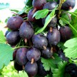 Крыжовник слабошиповатый Грушенька - Сезон у Дачи