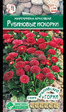 Маргаритка Рубиновые Искорки (Евросемена) - Сезон у Дачи