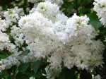 Сирень Советская Арктика - Сезон у Дачи