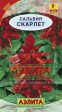 Сальвия Скарлет (Аэлита) - Сезон у Дачи