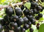 Смородина черная Ядреная - Сезон у Дачи