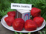 Земляника Вима Занта - Сезон у Дачи