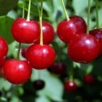 Вишня Щедрая - Сезон у Дачи