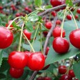 Вишня Уральская рубиновая - Сезон у Дачи