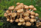 Мицелий грибов - Сезон у Дачи