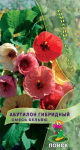 Абутилон гибридный Смесь Бельвю (Поиск) - Сезон у Дачи