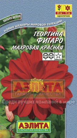 Георгина Фигаро красный махровый - Сезон у Дачи