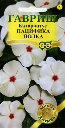 Катарантус Пацифика Полка (Гавриш) - Сезон у Дачи