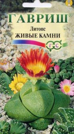 Литопс Живые Камни 5шт - Сезон у Дачи