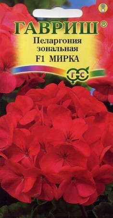 Пеларгония зональная Мирка F1 - Сезон у Дачи