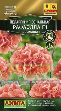 Пеларгония Рафаэлла персиковая F1 - Сезон у Дачи