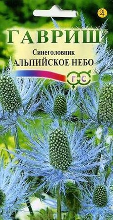 Синеголовник Альпийское небо (Гавриш) - Сезон у Дачи
