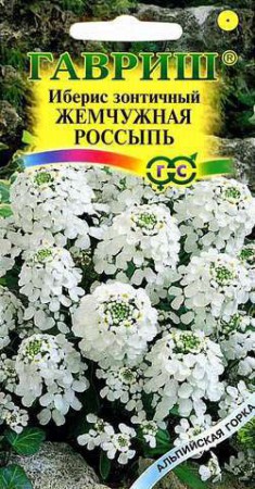 Иберис Жемчужная россыпь - Сезон у Дачи