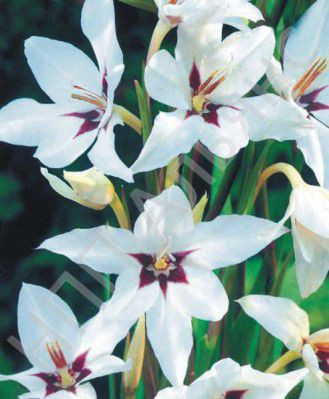 Ацидантера Мирель - Сезон у Дачи