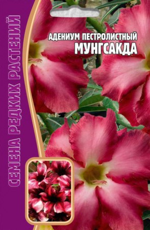 Адениум Мунгсакда - Сезон у Дачи