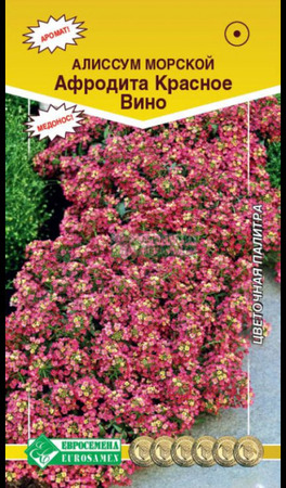 Алиссум (Лобулярия) АФРОДИТА КРАСНОЕ ВИНО (Евросемена) - Сезон у Дачи